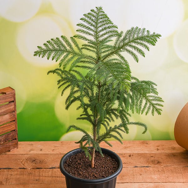 christmas tree - plant