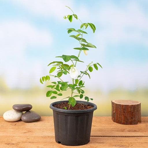 clitoria ternatea - plant