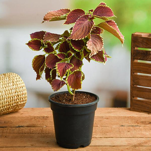 coleus (green maroon) - plant