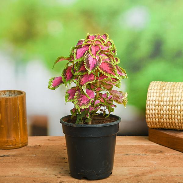 coleus (green pink) - plant