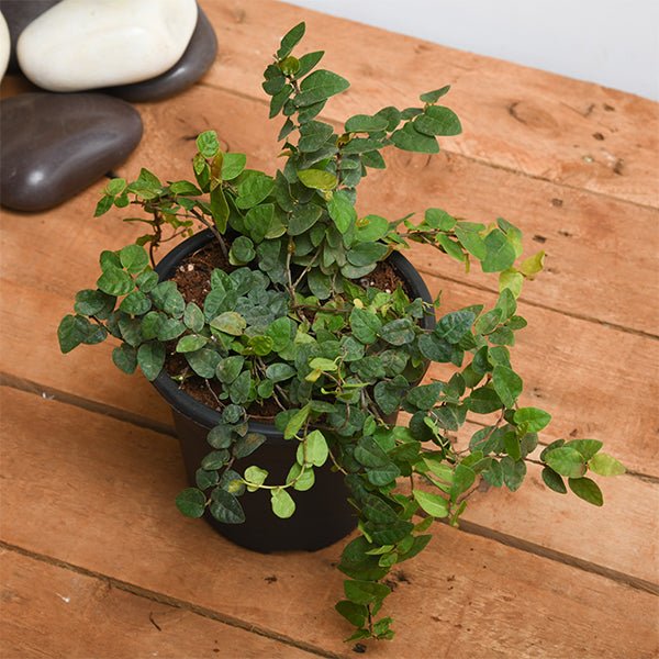 creeping fig plant - plant