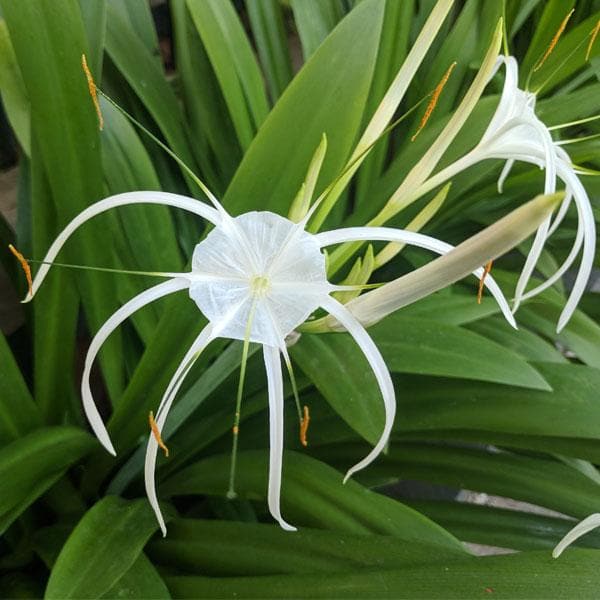 crinum lily (white) - bulbs (set of 5)