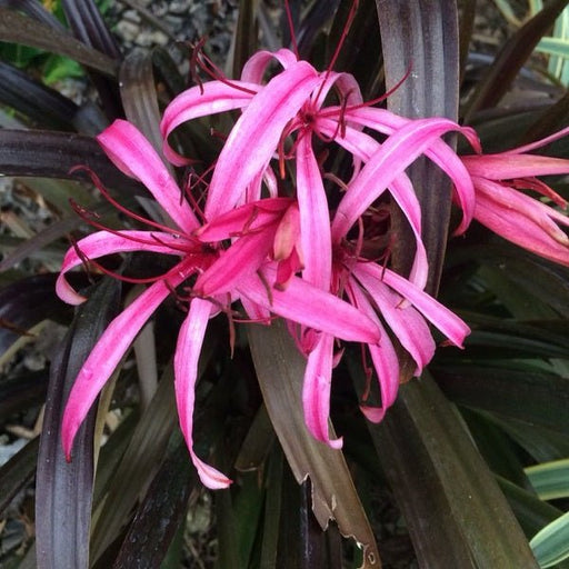 crinum lily (pink) - bulbs (set of 5)