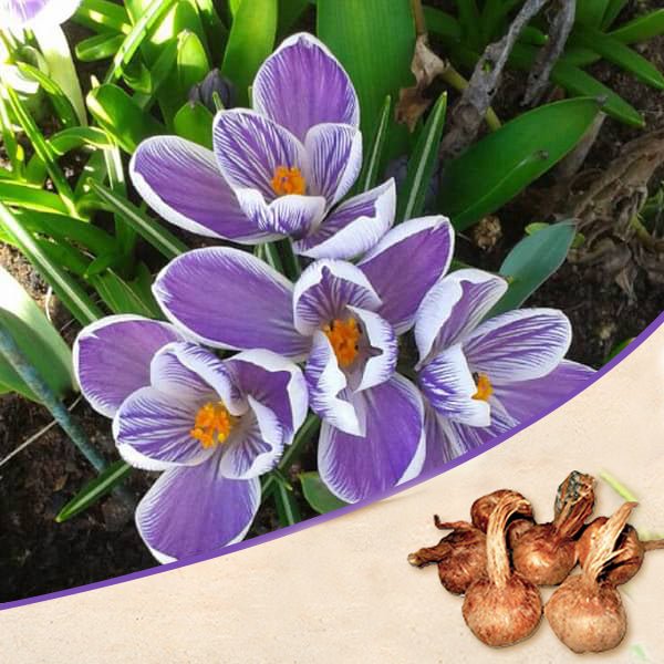 crocus king of strips (purple) - bulbs (set of 5)