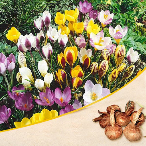 crocus (random color) - bulbs (set of 5)