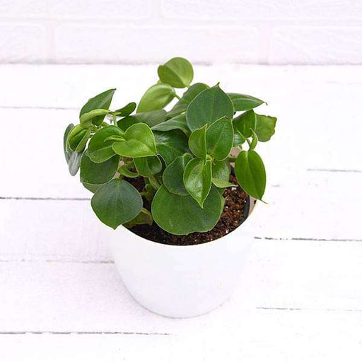 cupid peperomia - plant