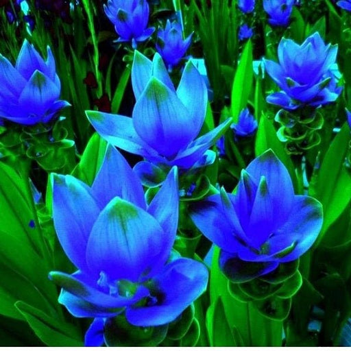 curcuma (blue) - bulbs (set of 5)