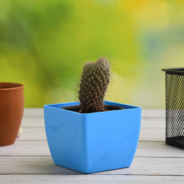 cylindropuntia fulgida - plant