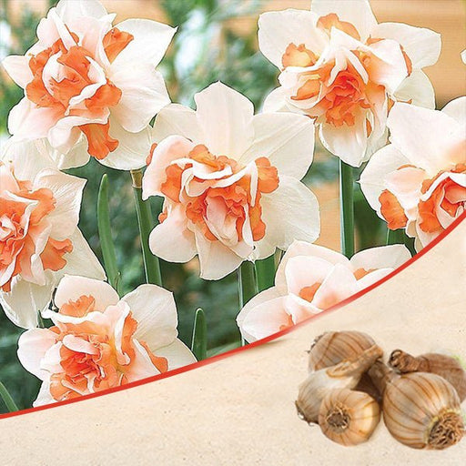 daffodil replete (white - bulbs (set of 5)