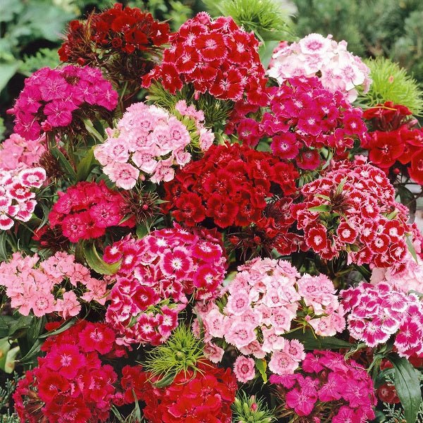 dianthus (any color) - plant