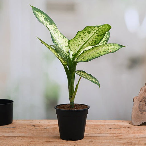 dieffenbachia amoena tropic snow - plant