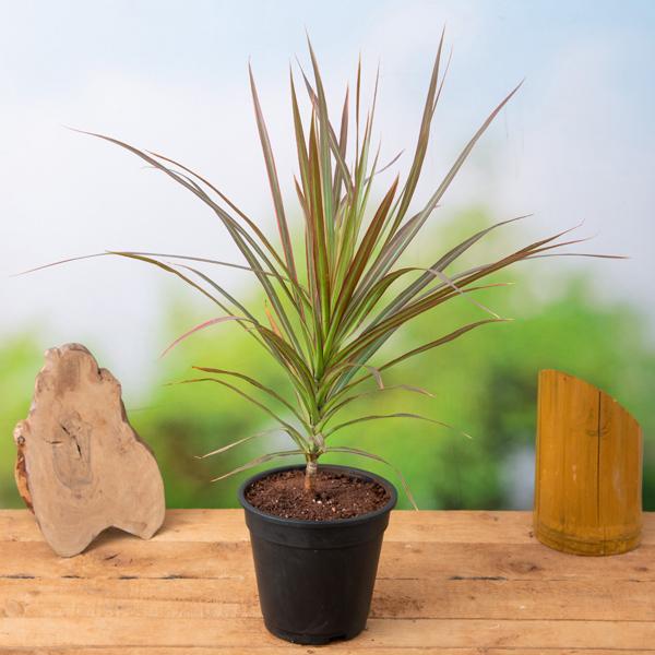 dracaena colorama - plant