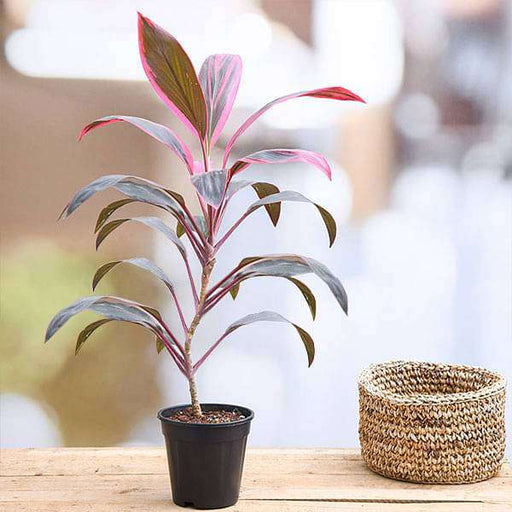 dracaena mahatma - plant