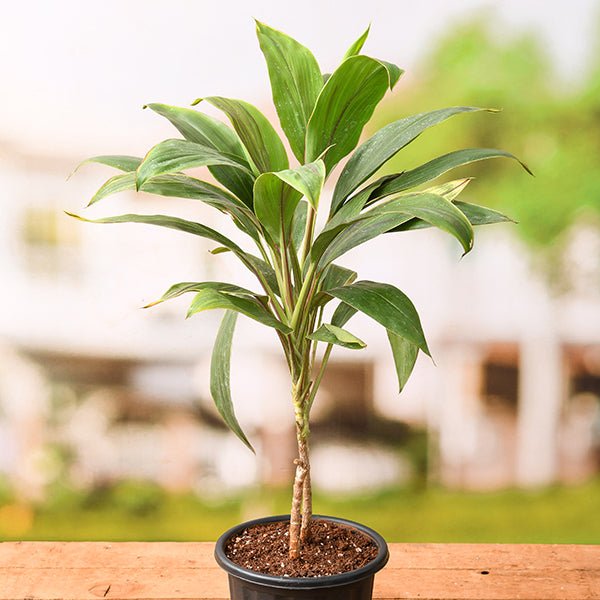 dracaena mahatma varigated - plant