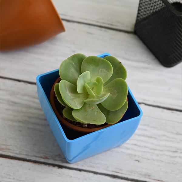 echeveria green spoon - plant