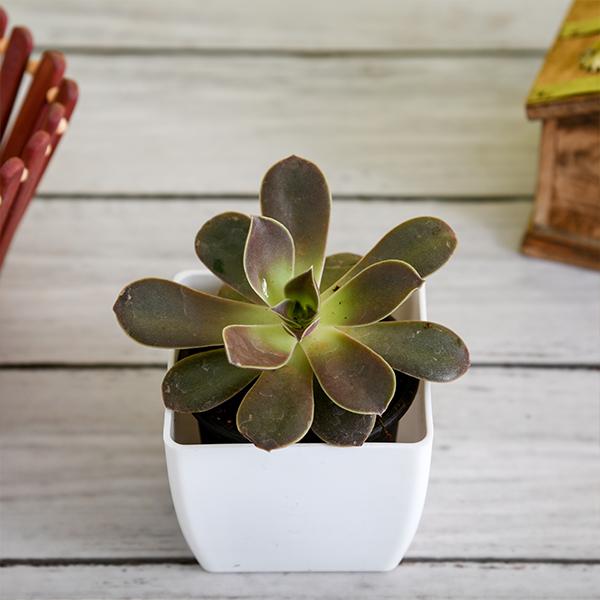 echeveria melaco - plant