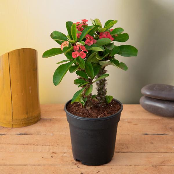 euphorbia (red) - plant