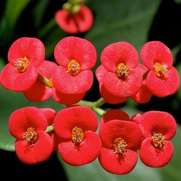 euphorbia (red) - plant