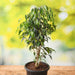 ficus benjamina - plant