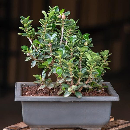 ficus iceland bonsai - plant