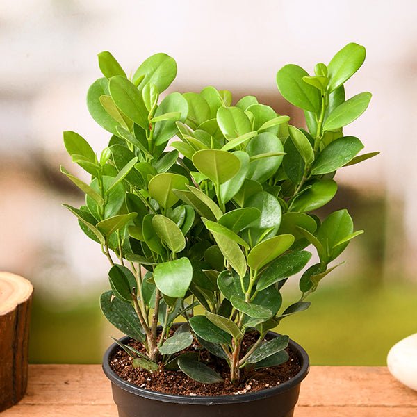 ficus moclame - plant