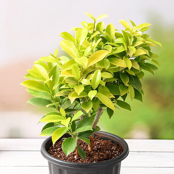 ficus panda - plant