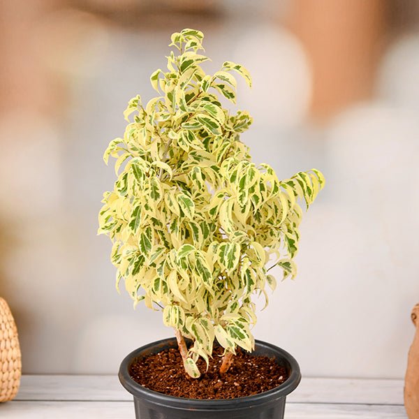 ficus starlight - plant