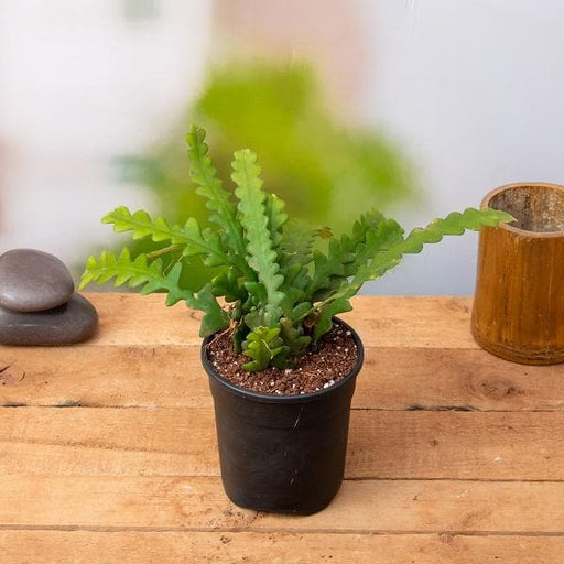 fishbone cactus - plant