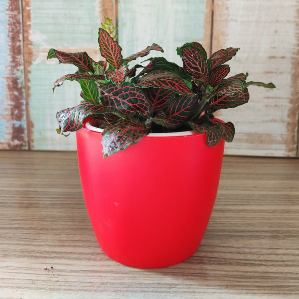 fittonia albivenis - plant