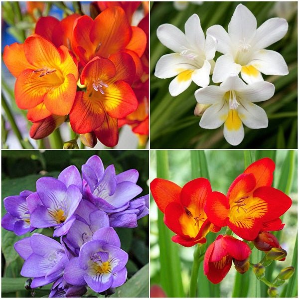 Fluorescent Freesia (16 Bulbs Pack)