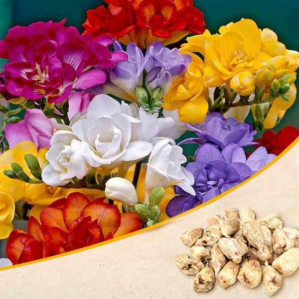 freesia double (random color) - bulbs (set of 5)