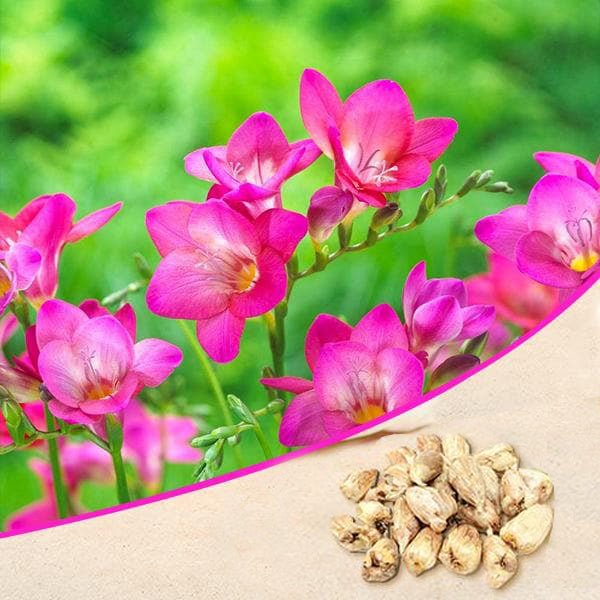 freesia (pink) - bulbs (set of 5)