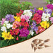 freesia (random color) - bulbs (set of 5)