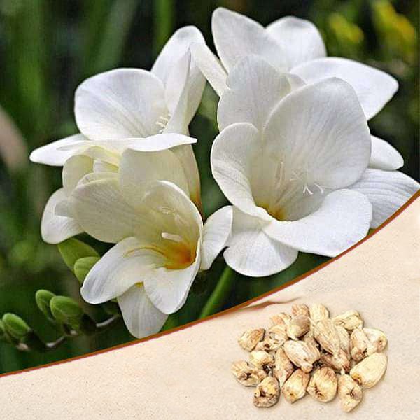 freesia (white) - bulbs (set of 5)