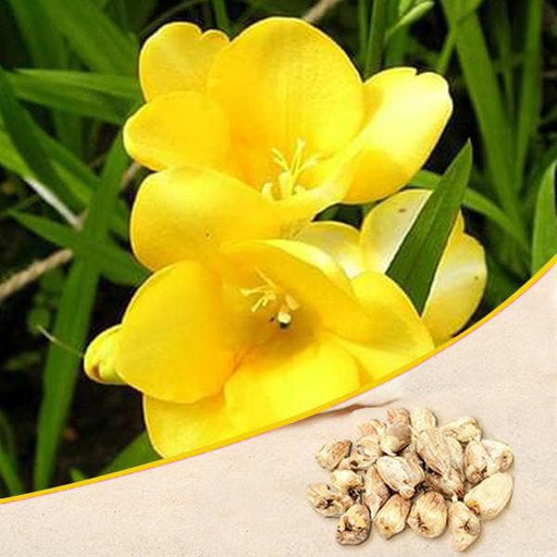 freesia (yellow) - bulbs (set of 5)