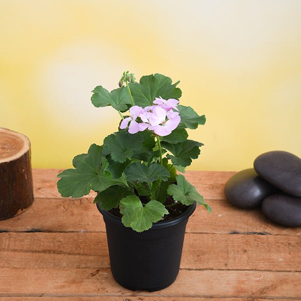 geranium ivy - plant