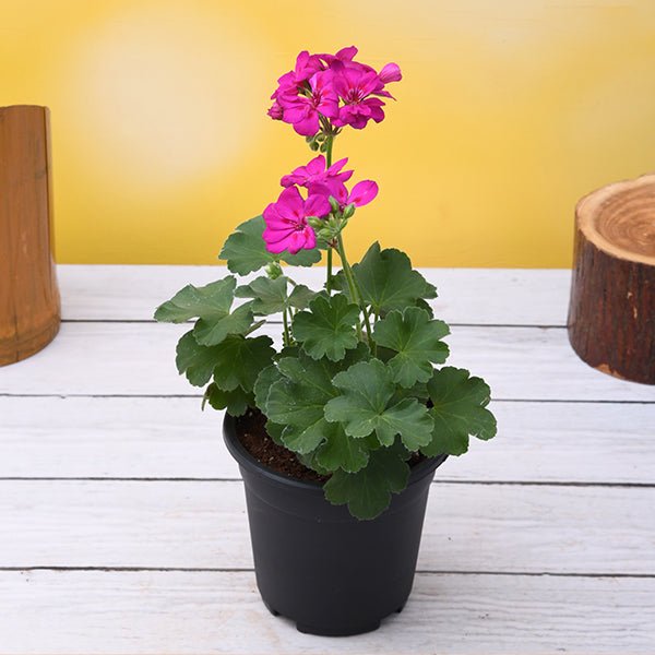 geranium (pink) - plant