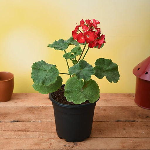 geranium (red) - plant