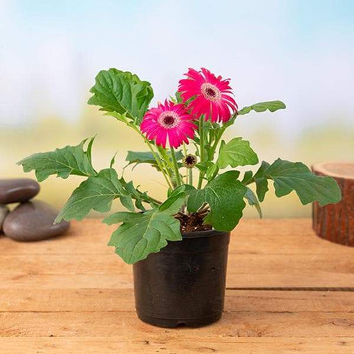 gerbera (any color) - plant