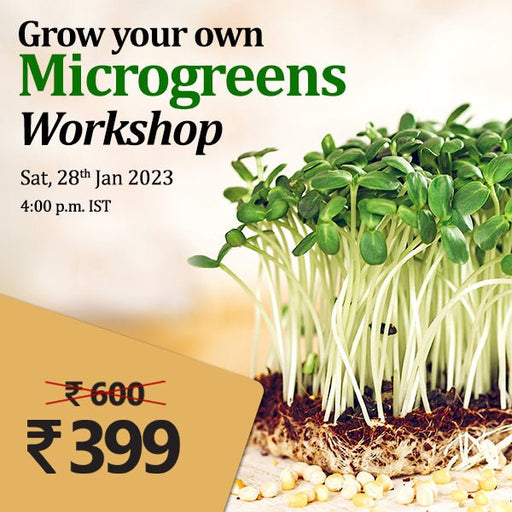 grow your own microgreens - workshop