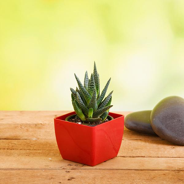 haworthia attenuata - plant