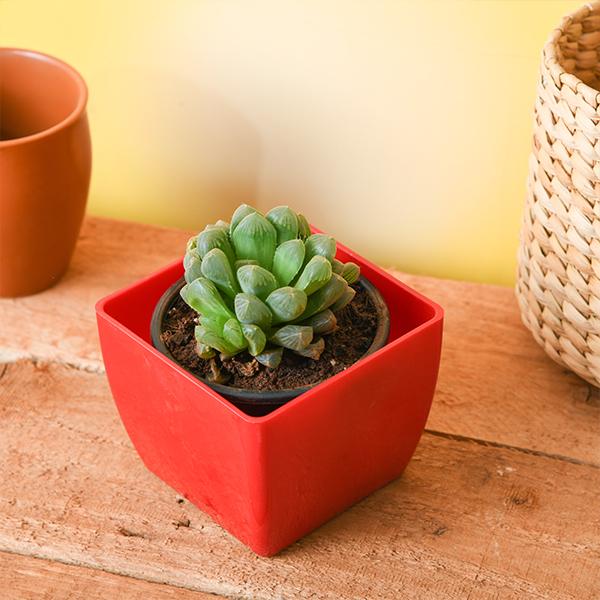 haworthia cooperi - plant