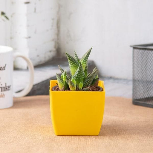 haworthia limifolia - plant