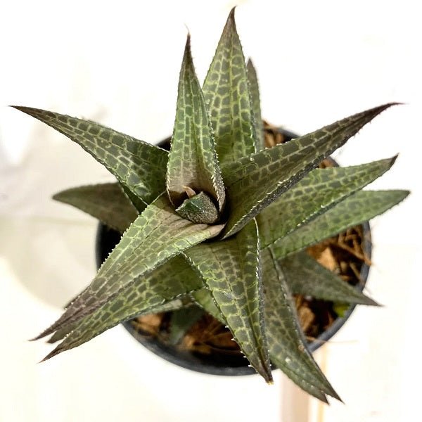 haworthia venosa - plant