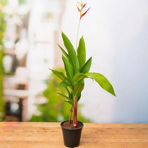 heliconia psittacorum - plant