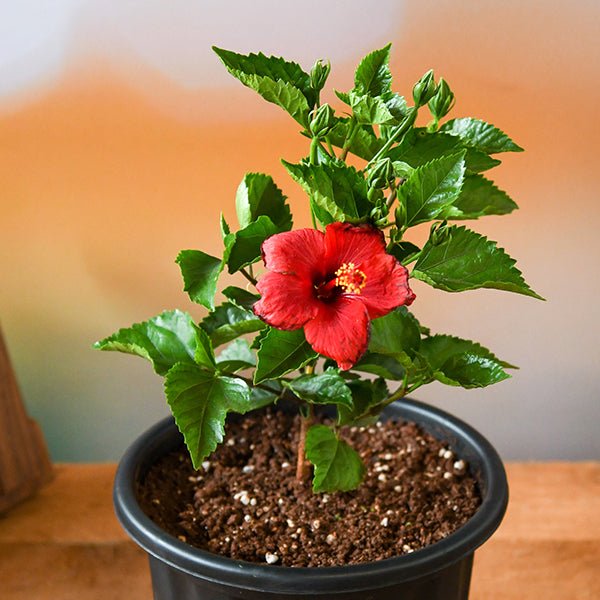 hibiscus - plant