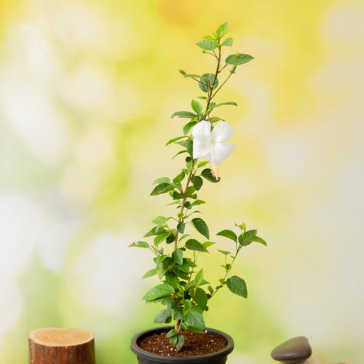 hibiscus - plant