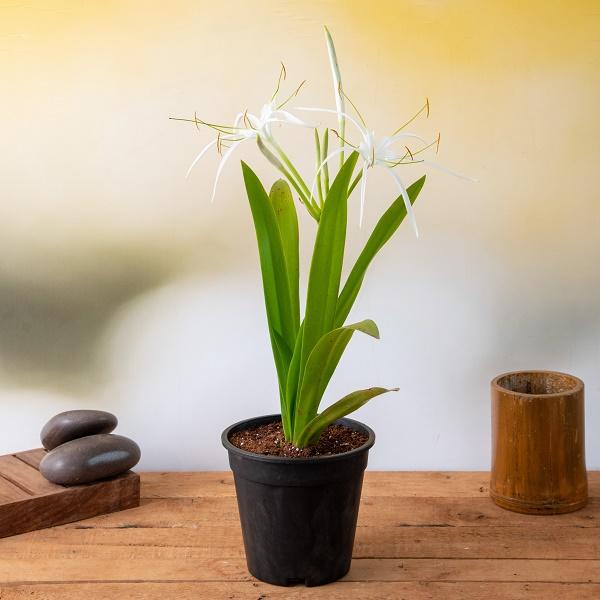 hymenocallis caribaea - plant