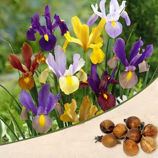 iris (random color) - bulbs (set of 5)