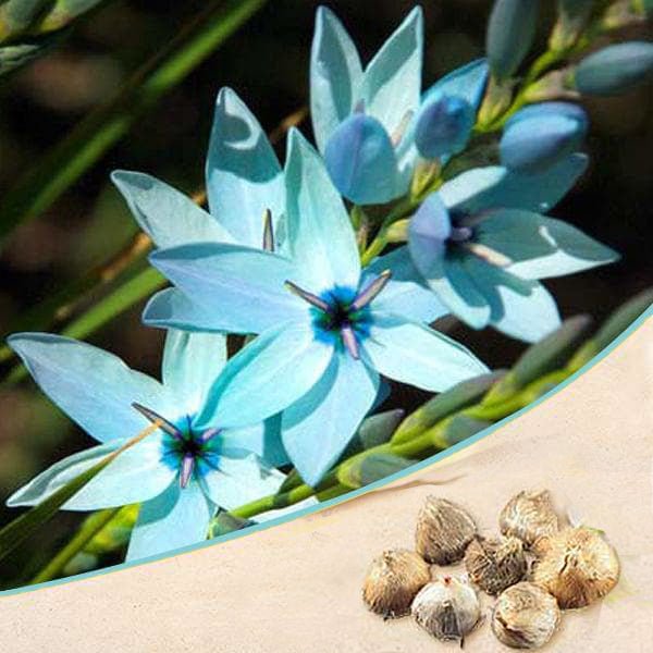 ixia (blue) - bulbs (set of 5)